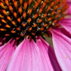 Purple Coneflower